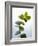 Sprig of Eucalyptus-null-Framed Photographic Print