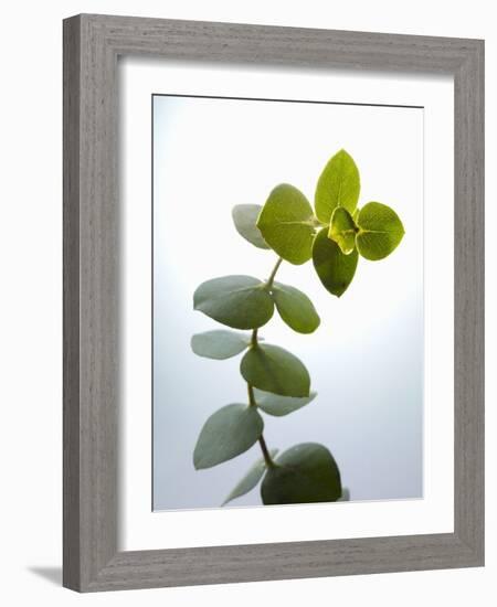 Sprig of Eucalyptus-null-Framed Photographic Print