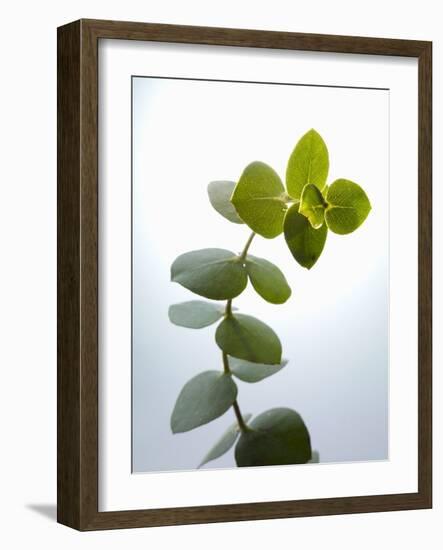 Sprig of Eucalyptus-null-Framed Photographic Print