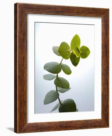 Sprig of Eucalyptus-null-Framed Photographic Print