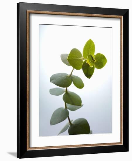 Sprig of Eucalyptus-null-Framed Photographic Print