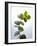 Sprig of Eucalyptus-null-Framed Photographic Print