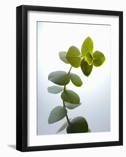 Sprig of Eucalyptus-null-Framed Photographic Print