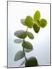 Sprig of Eucalyptus-null-Mounted Photographic Print