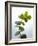 Sprig of Eucalyptus-null-Framed Photographic Print