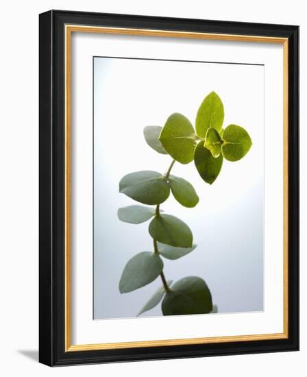 Sprig of Eucalyptus-null-Framed Photographic Print