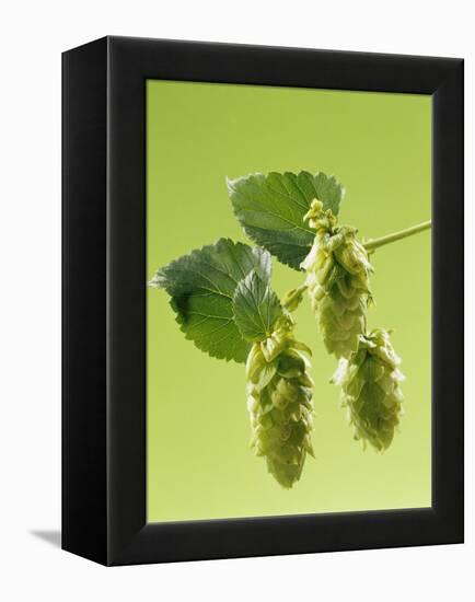 Sprig of Hops-Ludger Rose-Framed Premier Image Canvas