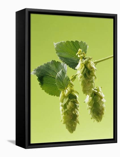 Sprig of Hops-Ludger Rose-Framed Premier Image Canvas