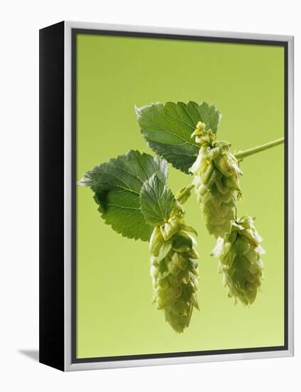 Sprig of Hops-Ludger Rose-Framed Premier Image Canvas