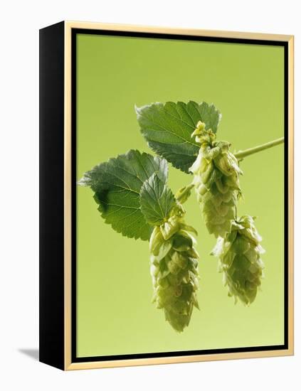 Sprig of Hops-Ludger Rose-Framed Premier Image Canvas