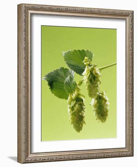 Sprig of Hops-Ludger Rose-Framed Photographic Print