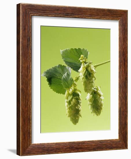 Sprig of Hops-Ludger Rose-Framed Photographic Print