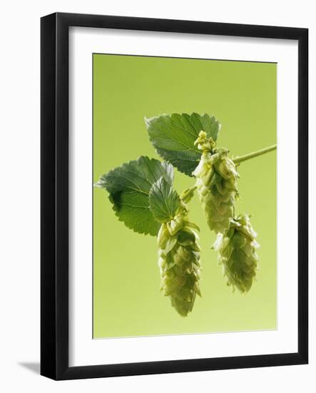Sprig of Hops-Ludger Rose-Framed Photographic Print