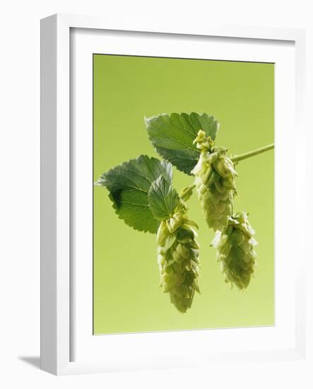 Sprig of Hops-Ludger Rose-Framed Photographic Print