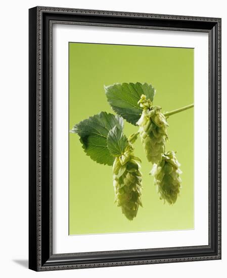 Sprig of Hops-Ludger Rose-Framed Photographic Print