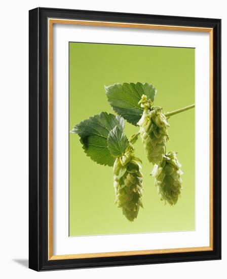 Sprig of Hops-Ludger Rose-Framed Photographic Print