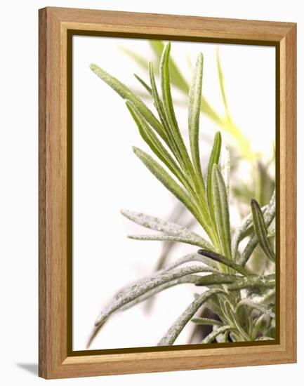 Sprig of Lavender-Chris Schäfer-Framed Premier Image Canvas