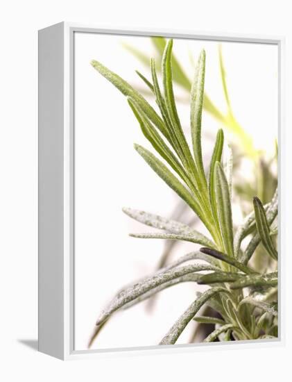 Sprig of Lavender-Chris Schäfer-Framed Premier Image Canvas