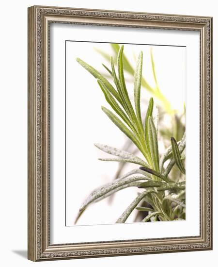 Sprig of Lavender-Chris Schäfer-Framed Photographic Print