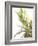 Sprig of Lavender-Chris Schäfer-Framed Photographic Print