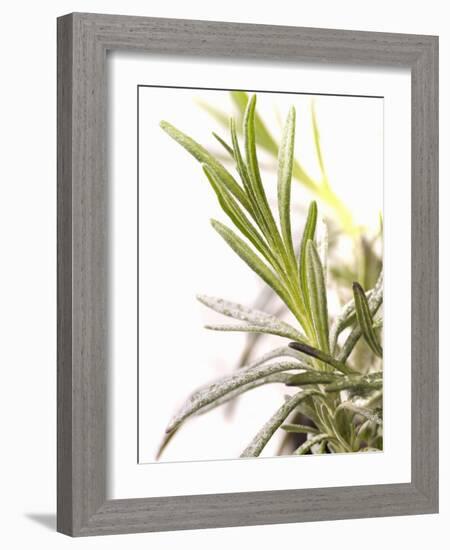 Sprig of Lavender-Chris Schäfer-Framed Photographic Print