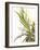 Sprig of Lavender-Chris Schäfer-Framed Photographic Print