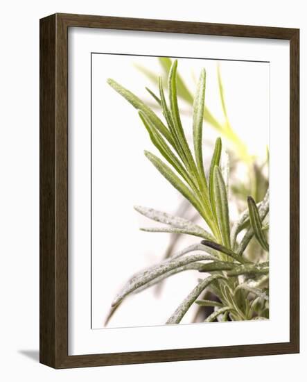 Sprig of Lavender-Chris Schäfer-Framed Photographic Print