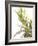 Sprig of Lavender-Chris Schäfer-Framed Photographic Print