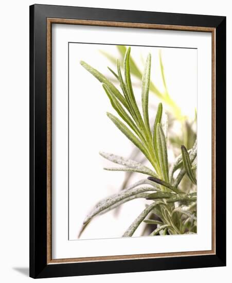 Sprig of Lavender-Chris Schäfer-Framed Photographic Print