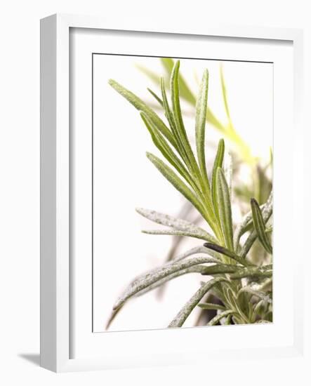 Sprig of Lavender-Chris Schäfer-Framed Photographic Print
