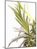 Sprig of Lavender-Chris Schäfer-Mounted Photographic Print