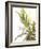 Sprig of Lavender-Chris Schäfer-Framed Photographic Print