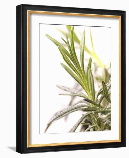 Sprig of Lavender-Chris Schäfer-Framed Photographic Print