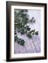 Sprigs of Thyme-Maxine Adcock-Framed Photographic Print
