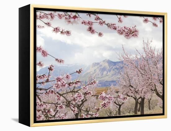 Spring Almond Blossom, Andalucia, Spain, Europe-Giles Bracher-Framed Premier Image Canvas