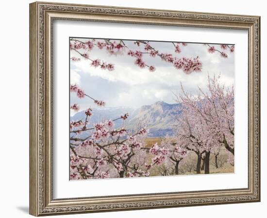 Spring Almond Blossom, Andalucia, Spain, Europe-Giles Bracher-Framed Photographic Print