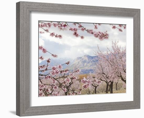 Spring Almond Blossom, Andalucia, Spain, Europe-Giles Bracher-Framed Photographic Print