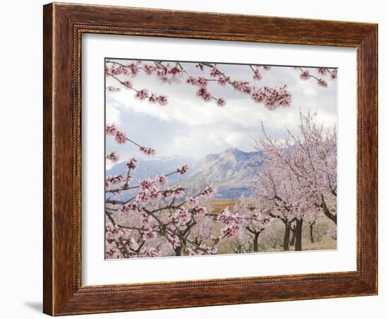 Spring Almond Blossom, Andalucia, Spain, Europe-Giles Bracher-Framed Photographic Print