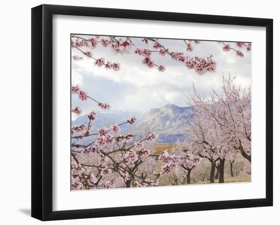 Spring Almond Blossom, Andalucia, Spain, Europe-Giles Bracher-Framed Photographic Print
