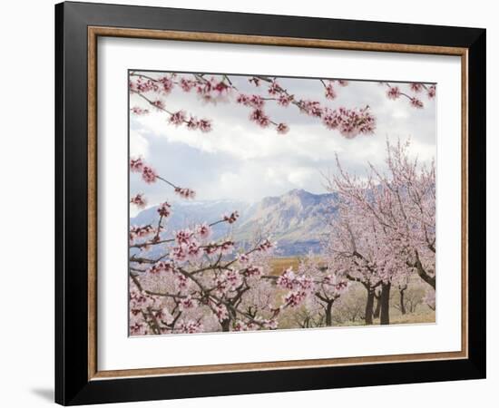 Spring Almond Blossom, Andalucia, Spain, Europe-Giles Bracher-Framed Photographic Print