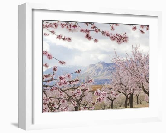 Spring Almond Blossom, Andalucia, Spain, Europe-Giles Bracher-Framed Photographic Print