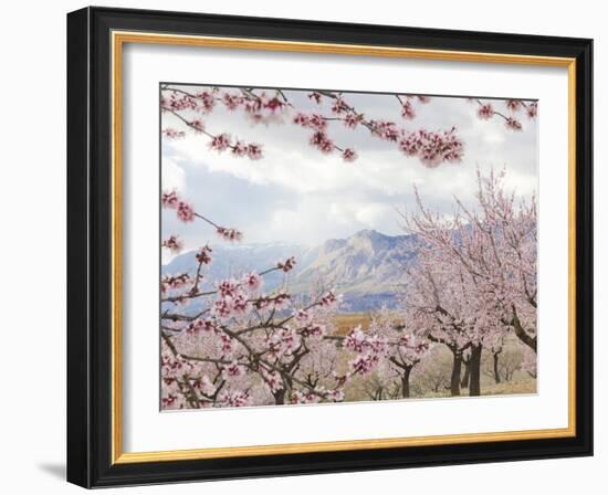 Spring Almond Blossom, Andalucia, Spain, Europe-Giles Bracher-Framed Photographic Print