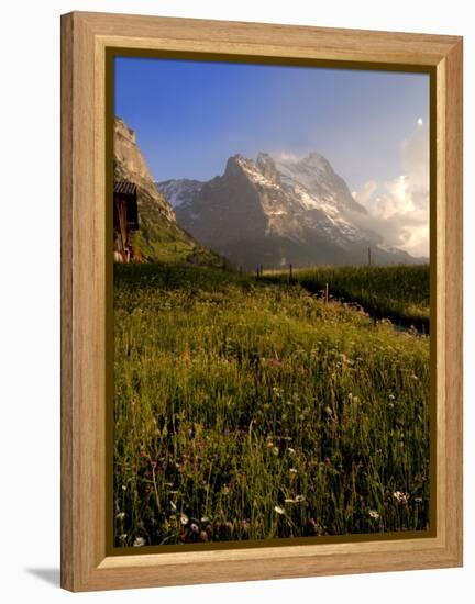 Spring Alpine Flower Meadow and Mountains, Grindelwald, Bern, Switzerland, Europe-Richardson Peter-Framed Premier Image Canvas
