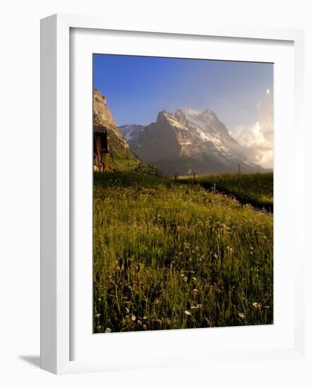 Spring Alpine Flower Meadow and Mountains, Grindelwald, Bern, Switzerland, Europe-Richardson Peter-Framed Photographic Print