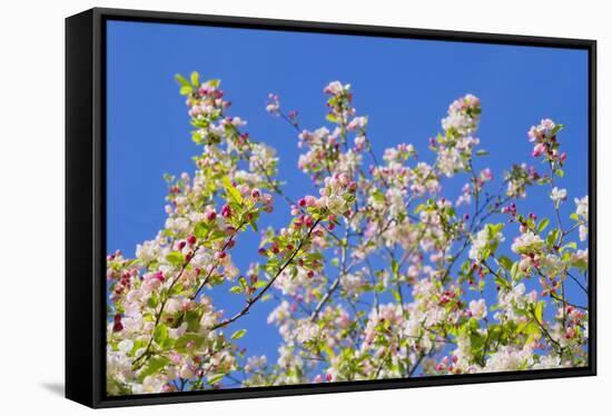 Spring Apple Blossom-Cora Niele-Framed Stretched Canvas