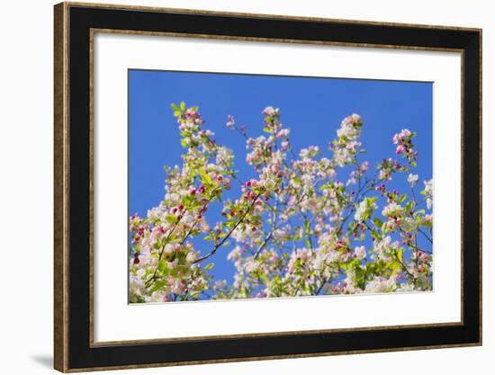 Spring Apple Blossom-Cora Niele-Framed Photographic Print