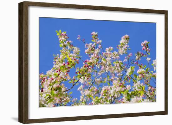 Spring Apple Blossom-Cora Niele-Framed Photographic Print