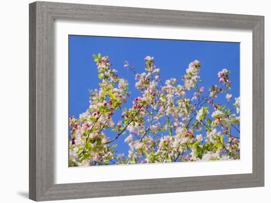 Spring Apple Blossom-Cora Niele-Framed Photographic Print