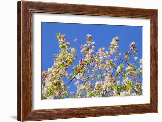 Spring Apple Blossom-Cora Niele-Framed Photographic Print