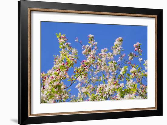 Spring Apple Blossom-Cora Niele-Framed Photographic Print